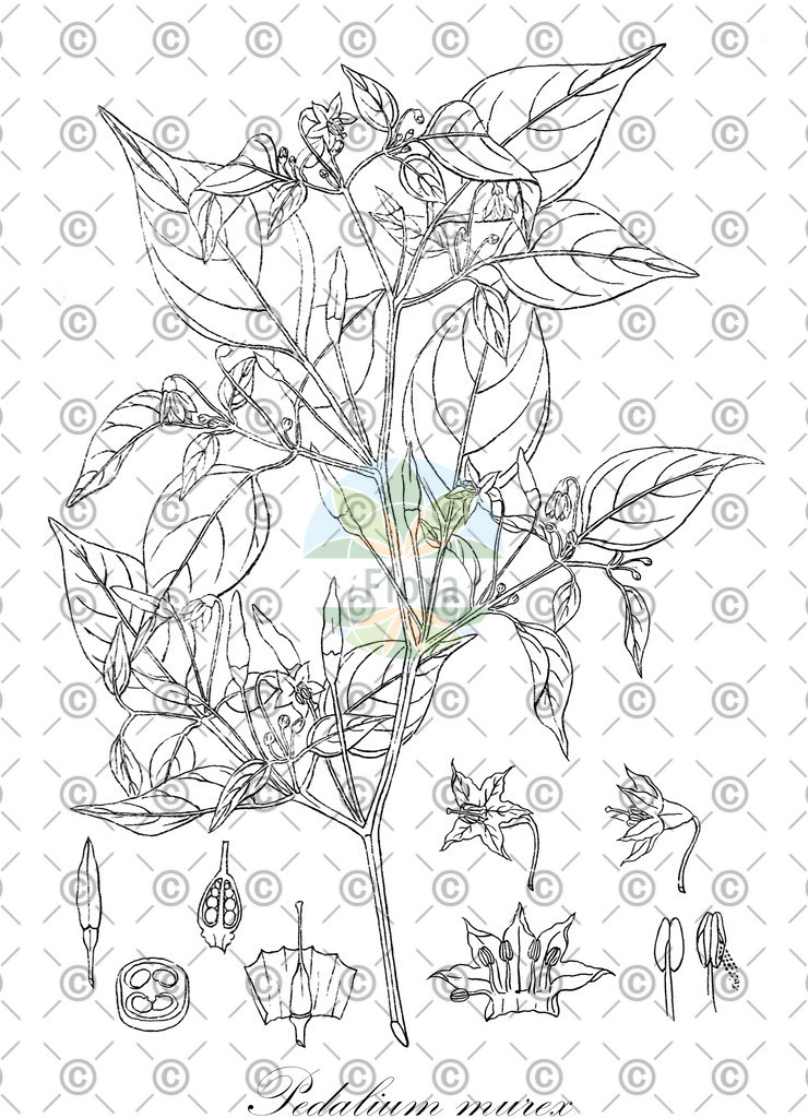 HistAbb_6JYL_1_ENZY_Simple | Historische Abbildung von Pedalium murex - Pedaliaceae | Historical Illustration of Pedalium murex - Pedaliaceae