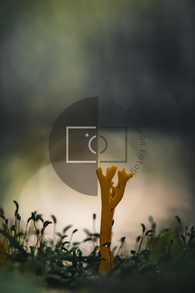 Klebriger Hörnling (Calocera Viscosa) Wandbild | Ich bin Fotograf und auf meiner Webseite hast du die Möglichkeit meine fotografie als Wandbilder druckfertig für dein Zuhause zu bestellten. - Realisiert mit Pictrs.com