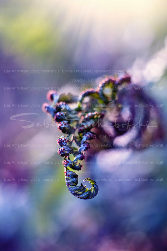 Wandbild Farn | People- und Tierfotografie, Imageaufnahmen, Veranstaltungsfotografie und Wandbilder aus der Natur ★ Made in Germany ✔️ Druck + Downloads ✔️ Naturfotografie in Top Qualität ★ schneller Versand, weltweite Lieferung! - Realisiert mit Pictrs.com