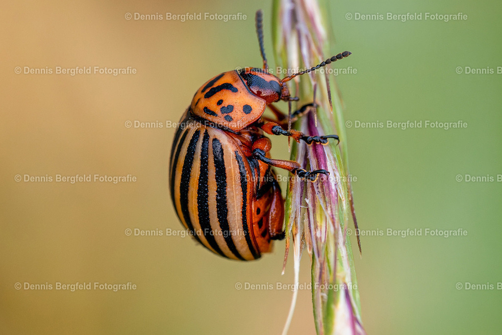 Kartoffelkäfer 1 | Entdecken Sie Natur, Makro und Tierfotografie von Dennis Bergfeld.Besondere Momente und Details der Natur, hochwertig als Foto und Wandbild erhältlich. - Realisiert mit Pictrs.com