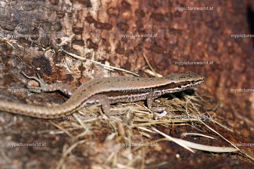 Mauereidechse-024 | Das Bilderarchiv über Tiere, Planzen und Landschaften. In der Bilddatenbank finden Sie ein große Auswahl an hochwertigen Bilder für Ihre Werbung - Realisiert mit Pictrs.com