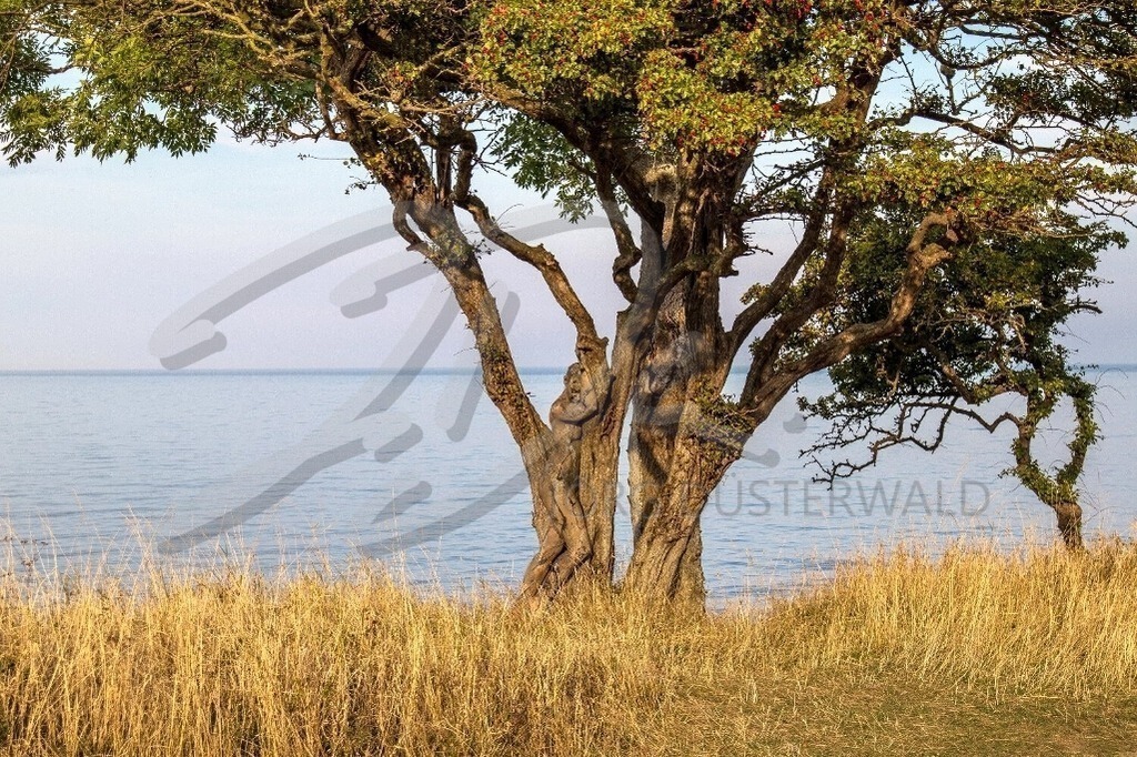 NatureArt-MEERBAUM_1217a2 | Unter dem Küstenbaum | #004 | Modell: Darky | Foto: Mike Koppold - Realisiert mit Pictrs.com