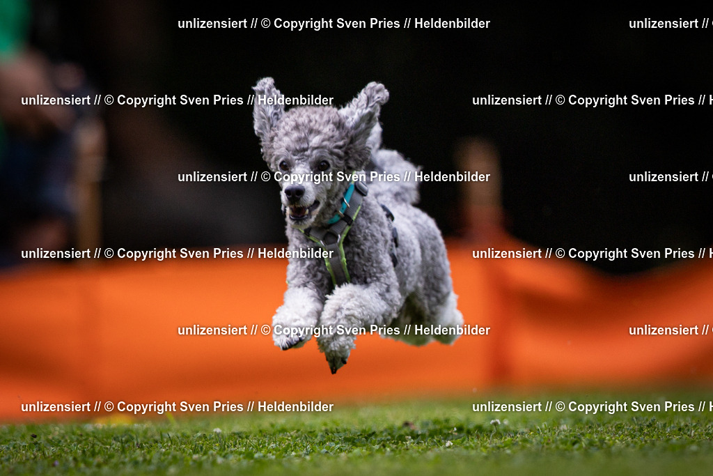 Sven Pries | 19. Allgemeines Hunderennen Karlsruhe Durlach - Realisiert mit Pictrs.com