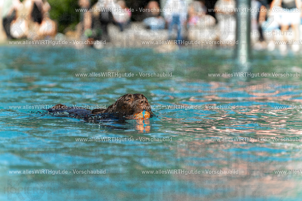 Hundeschwimmen_Volksbad_2026-allesWIRTHgut_Tierfotografie-2609061311-7R500604 | Professionelle Tierfotografie in Mönchengladbach von Daniel Wirth (allesWIRTHgut). Liebevolle & natürliche Bilder von Hunden & Katzen für unvergessliche Erinnerungen.