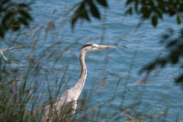 Reiher is hiding | Fotos, Fotos kaufen,  Fotos von Stadt und Land, Fotos von Tieren. - Realisiert mit Pictrs.com
