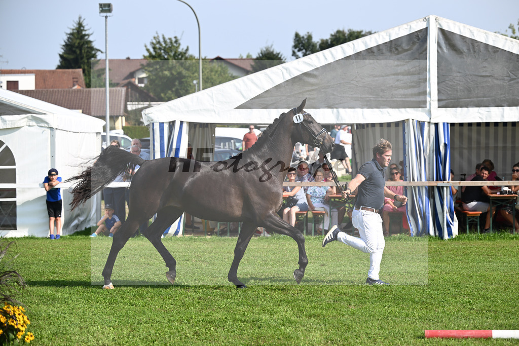 Kat-Nr. 11 nn v. Glamourdale_Muehlbauer_34240243 | hf-fotografie - Realisiert mit Pictrs.com