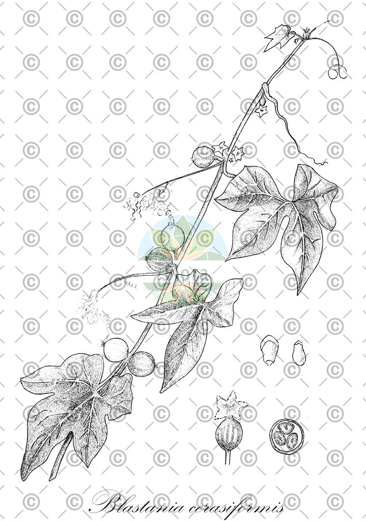 HistAbb_wfo-4000004731_2_ENZY_Simple | Historische Abbildung von Blastania cerasiformis - Cucurbitaceae | Historical Illustration of Blastania cerasiformis - Cucurbitaceae