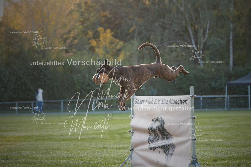 _16A5952-1 | Einzigartige Fotos von Hunden & Menschen –Actionfotos, Portraits, Vereinsaufnahmen & Paarshootings – authentisch, lebendig & mit Herz.