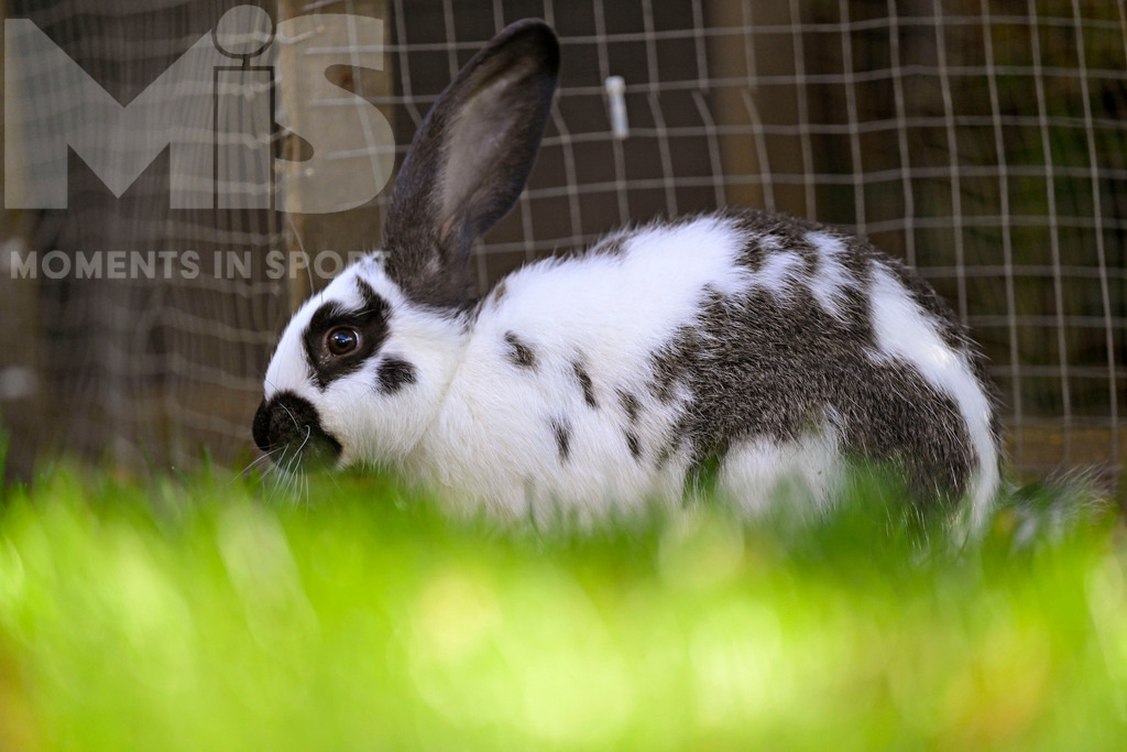 mis_061017_bf_78.JPG | 17.09.2022,  In einem Garten in Bad Wörishofen im Unterallgäu: Ein Hase als Haustier - Realisiert mit Pictrs.com