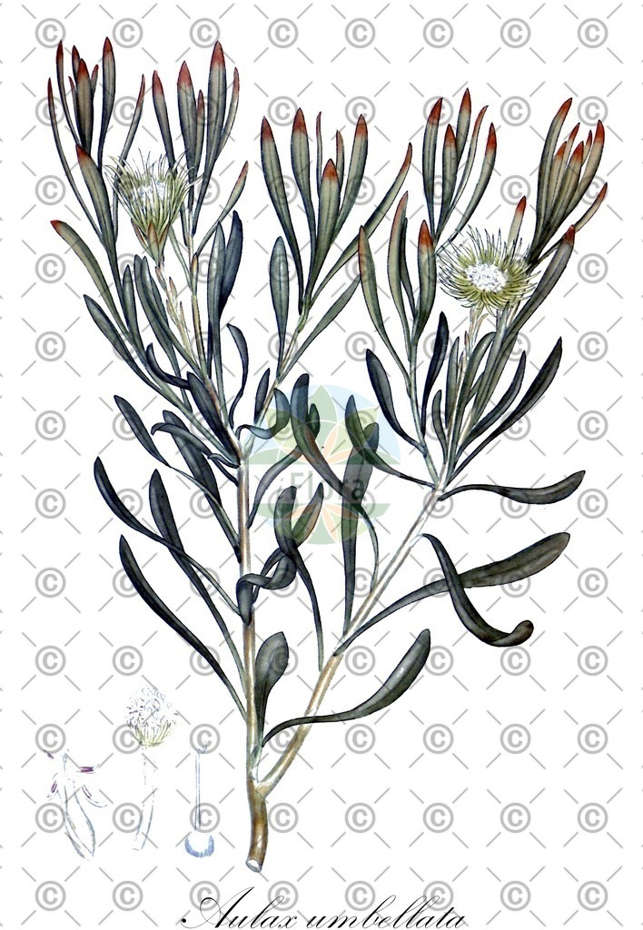 HistAbb_wfo-0000851469_1_ENZY_Simple | Historische Abbildung von Aulax umbellata - Proteaceae | Historical Illustration of Aulax umbellata - Proteaceae