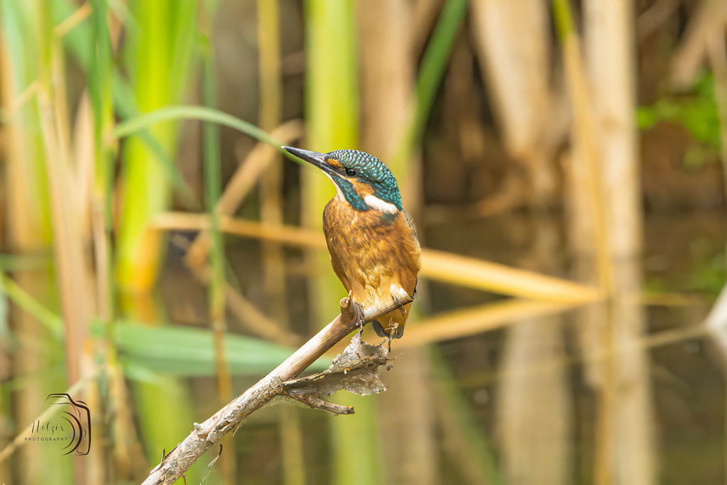 Eisvogel-8488-Verbessert-RR-Bearbeitet | Holzisphotography, Landschaftsfotografie, Wildlifefotogorafie - Realisiert mit Pictrs.com