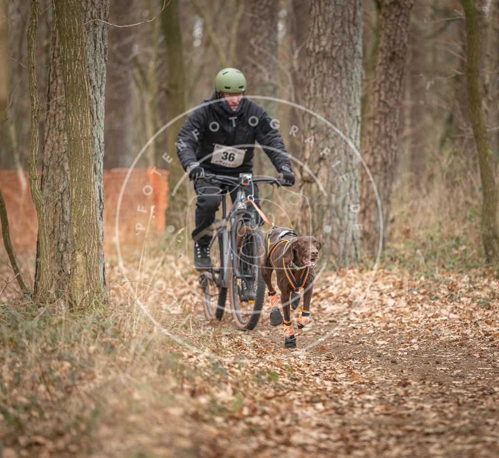 Pfotenfotografie_DV3A0009 | Hundefotografie, Tierfotograf, Pfotenfotografie, Fotoshooting Hund, Hunde Portrait, Hundesport, Hundeportraits, Heideshooting, Hunde, Sportfotograf, Hundefotograf, Turnierhundsport, THS,  - Realisiert mit Pictrs.com