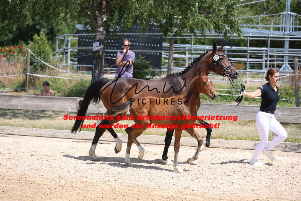 Fohlenschau_Schwäbisch_Hall_springbetonte_Fohlen_KN 38_9 | lmwpictures - Realisiert mit Pictrs.com