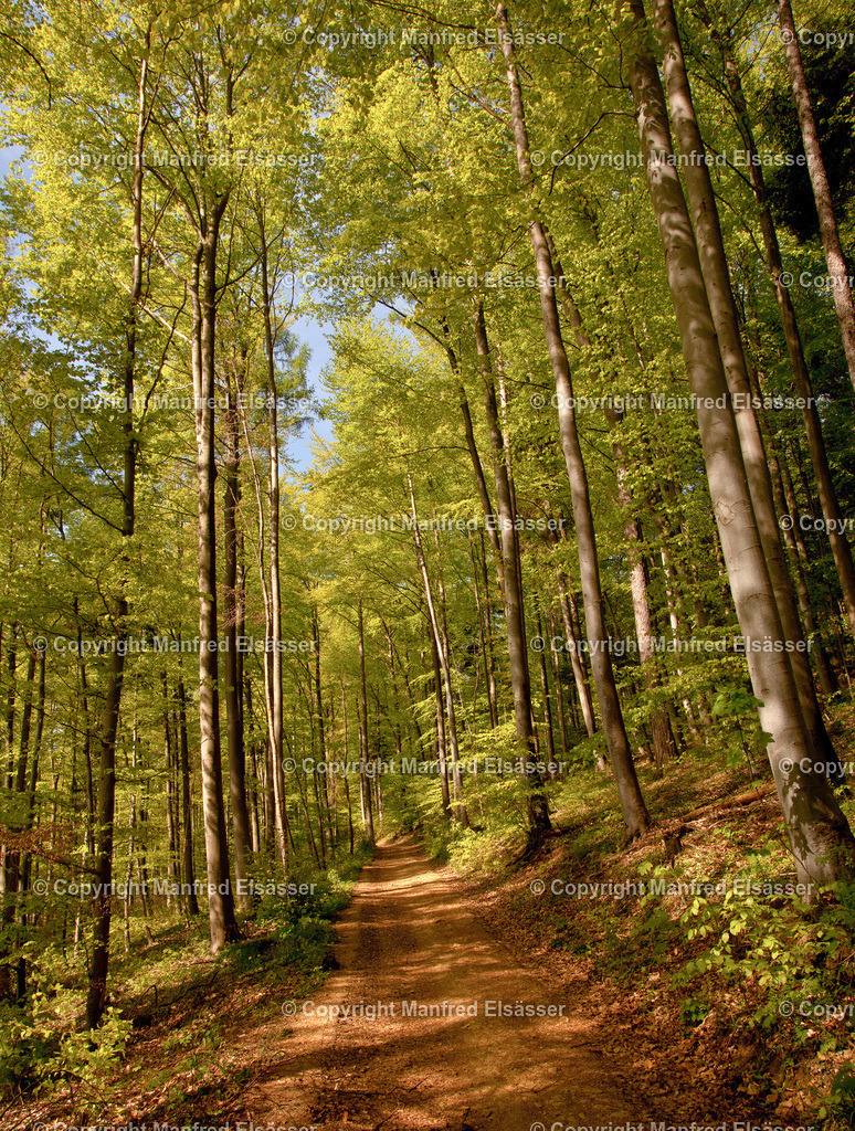Frühlings-Laubwald in Morgensonne WB-004 | Wald, Ruhe, Erholung, Abschalten, relaxen, Augenoasen, Kraft tanken, Waldbaden, Stress reduzieren, Bäume, Kirschblüten, Frühlingswald, Sonne im Wald, Licht im Wald, Herbstwald, Waldwege, Gebirgswald, Wasser im Wald, Felsen im Wald, - Realisiert mit Pictrs.com