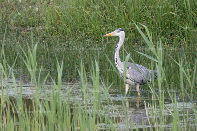 201727 | Tierfotografie, Tierkalender, Tierbilder, Insekten, Spinnen, Vögel, Schmetterling, Libellen, Leinwand, Colorkey, Qualität, Geschenkartikel, Geschenk - Realisiert mit Pictrs.com