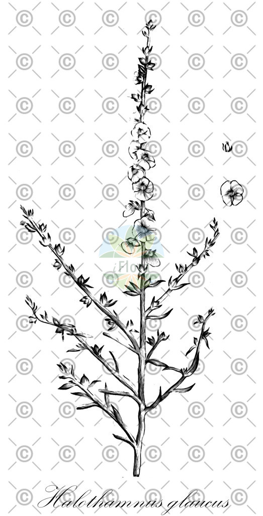 HistAbb_4T2W_1_ENZY_Simple | Historische Abbildung von Halothamnus glaucus - Amaranthaceae | Historical Illustration of Halothamnus glaucus - Amaranthaceae