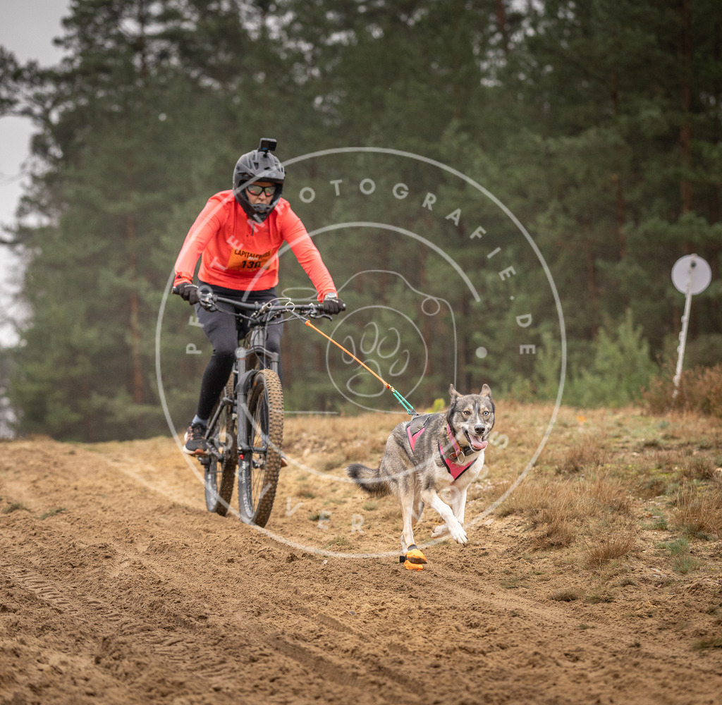 Pfotenfotografie_DV3A3716 | Hundefotografie, Tierfotograf, Pfotenfotografie, Fotoshooting Hund, Hunde Portrait, Hundesport, Hundeportraits, Heideshooting, Hunde, Sportfotograf, Hundefotograf, Turnierhundsport, THS,  - Realisiert mit Pictrs.com