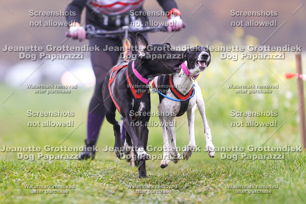 Dog Paparazzi - Visbeck 25 -86 | Dog Paparazzi Jeanette Grottendiek Fotografie & Videografie - Realisiert mit Pictrs.com