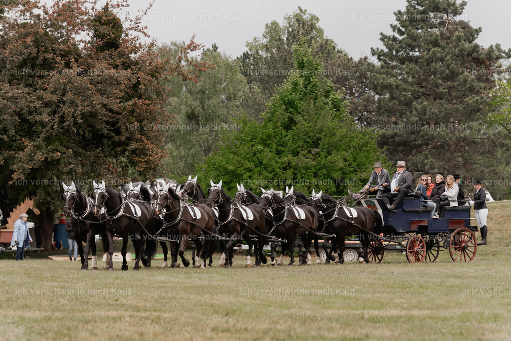 Showprogramm-137 | working equitationturnier fotograf videograf stoibphotography marixx film working equitation deutschland reitsport turnierfotografie eventfotografie equestrian events