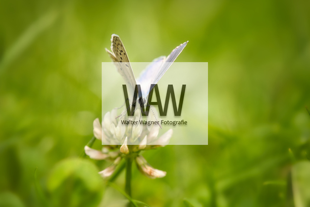 Bläuling - Schmetterling | walter-wagner-fotografie