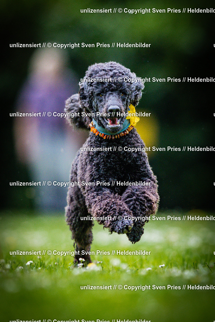 Sven Pries | 2025-05-29 - Pudelrennen KA-Durlach - Realisiert mit Pictrs.com