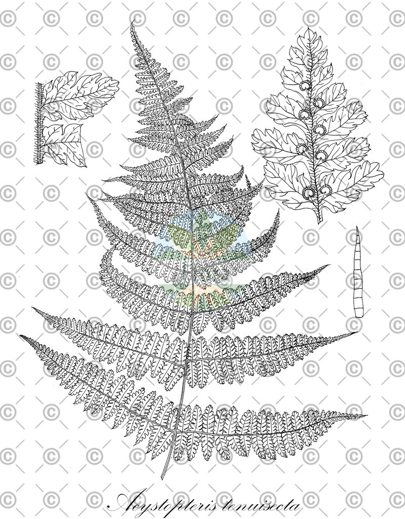 HistAbb_wfo-0001107186_1_ENZY_Simple | Historische Abbildung von Acystopteris tenuisecta - Cystopteridaceae | Historical Illustration of Acystopteris tenuisecta - Cystopteridaceae