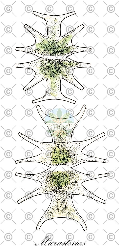 HistAbb_63B8Z_9_ENZY_Simple | Historische Abbildung von Micrasterias - Desmidiaceae (0) | Historical Illustration of Micrasterias - Desmidiaceae (0)