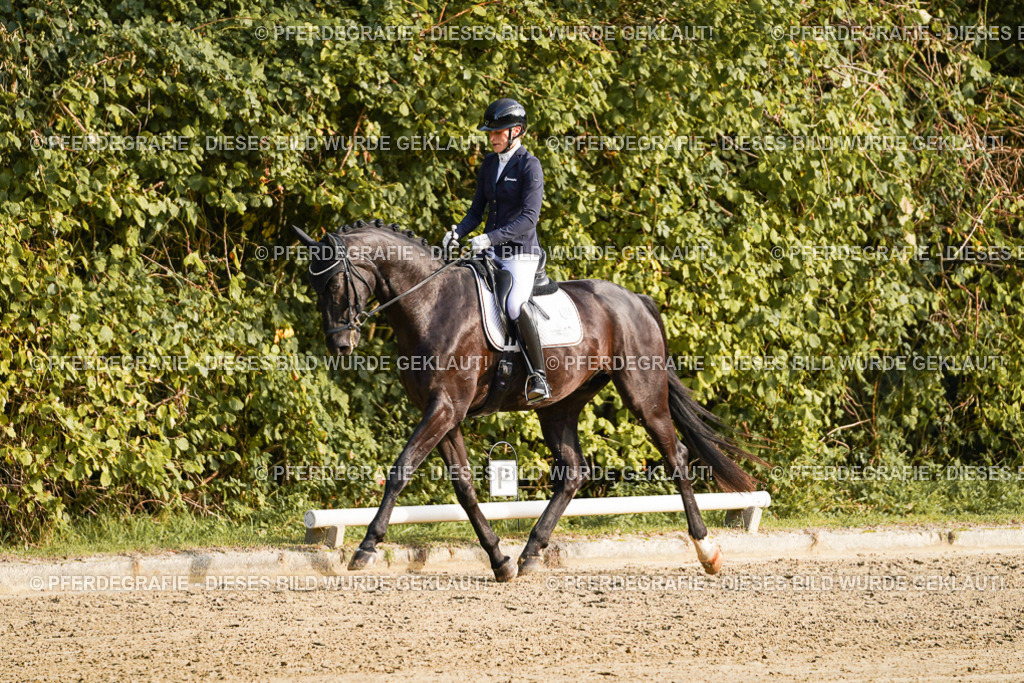 DSC04716 | Pferdegrafie