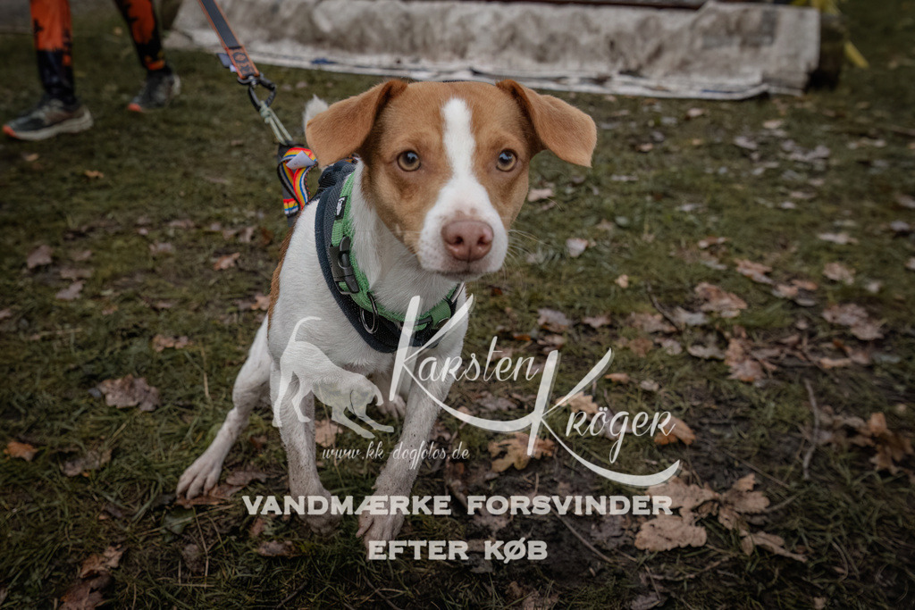 1627_ZZ93368 | kk-dogfotos