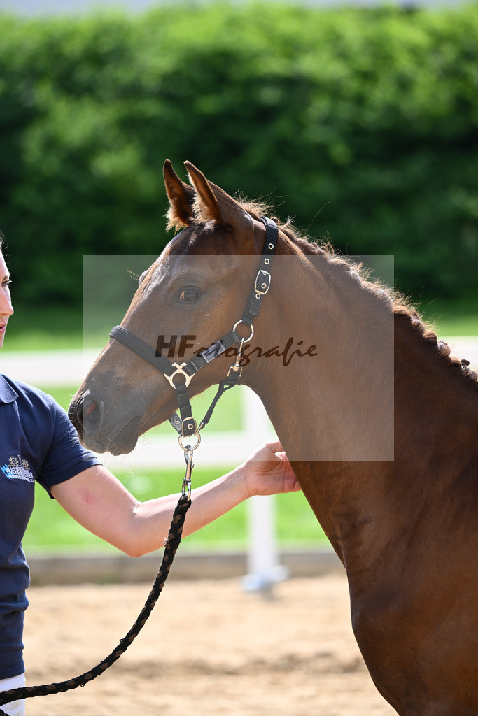 Kat-Nr. 26 Ironman Black M x Fortino_Schuster_27140932 | hf-fotografie - Realisiert mit Pictrs.com