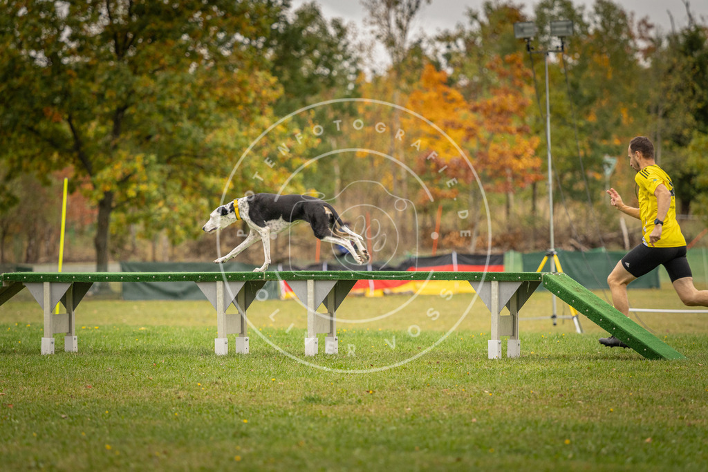 Pfotenfotografie_DV3A6910 | Hundefotografie, Tierfotograf, Pfotenfotografie, Fotoshooting Hund, Hunde Portrait, Hundesport, Hundeportraits, Heideshooting, Hunde, Sportfotograf, Hundefotograf, Turnierhundsport, THS,  - Realisiert mit Pictrs.com