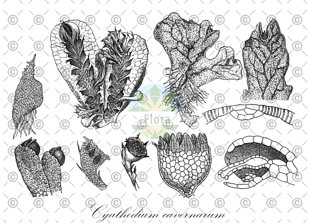 HistAbb_wfo-0001181374_1_ENZY_Simple | Historische Abbildung von Cyathodium cavernarum - Cyathodiaceae | Historical Illustration of Cyathodium cavernarum - Cyathodiaceae