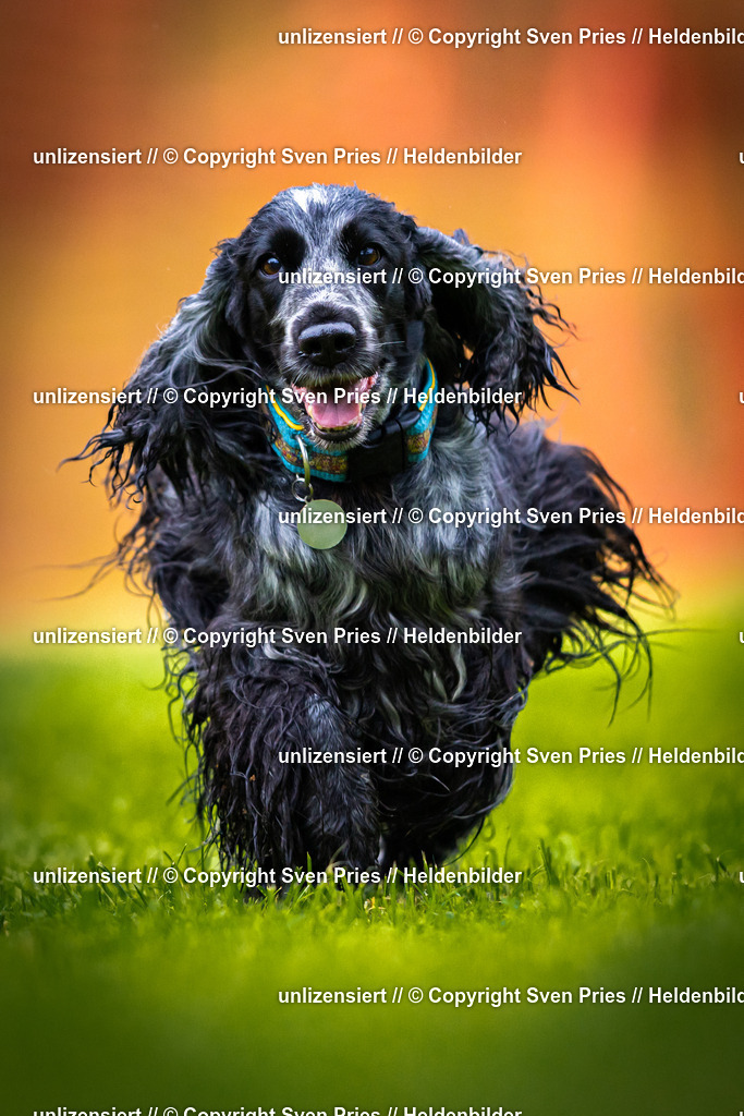 Sven Pries | 2025-09-21 - Hunderennen Baden-Oos - Realisiert mit Pictrs.com