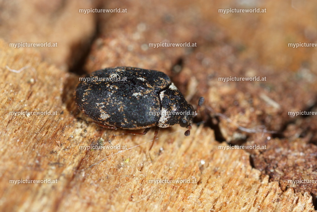 Anthrenus fuscus-004 | Das Bilderarchiv über Tiere, Planzen und Landschaften. In der Bilddatenbank finden Sie ein große Auswahl an hochwertigen Bilder für Ihre Werbung - Realisiert mit Pictrs.com