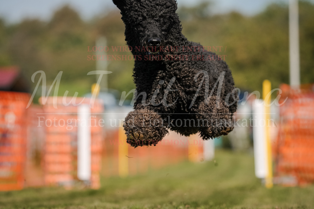 20250928_Hunderennen-718 | MuT (Mensch und Tier) mit Mona - Fotografie und Tierkommunikation - Realisiert mit Pictrs.com