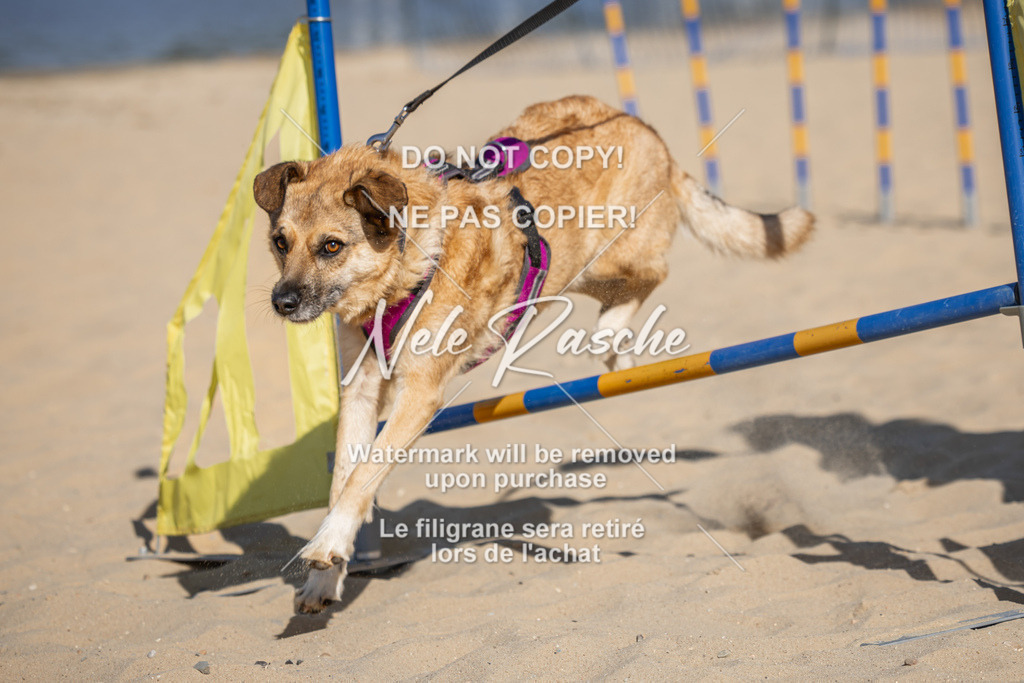 nelerasche_saBeachility_11 | nelerasche
