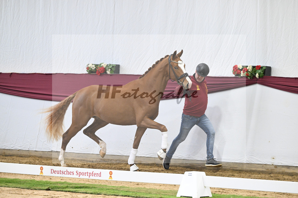 Kat-Nr. 24 Escanto PS x Feinrich_Tobias Sesselmann u Lea Dressel_47250739 | hf-fotografie - Realisiert mit Pictrs.com