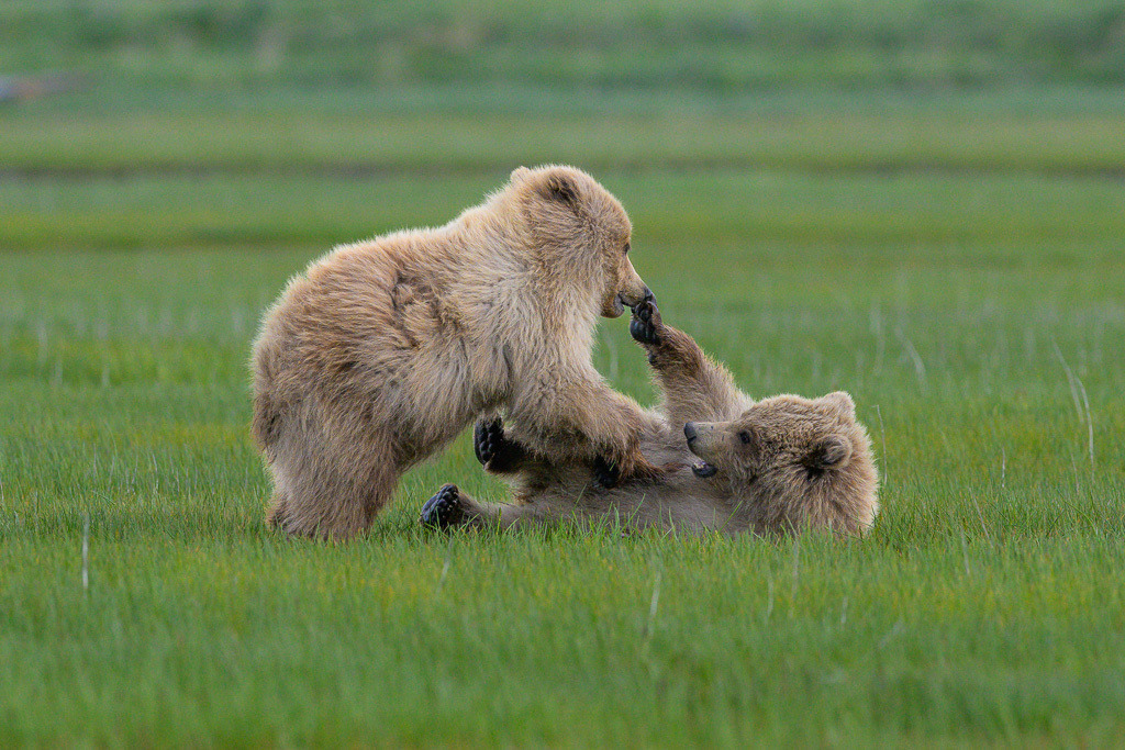 Alaska | Braunbären im Katmai National Park. - Realisiert mit Pictrs.com