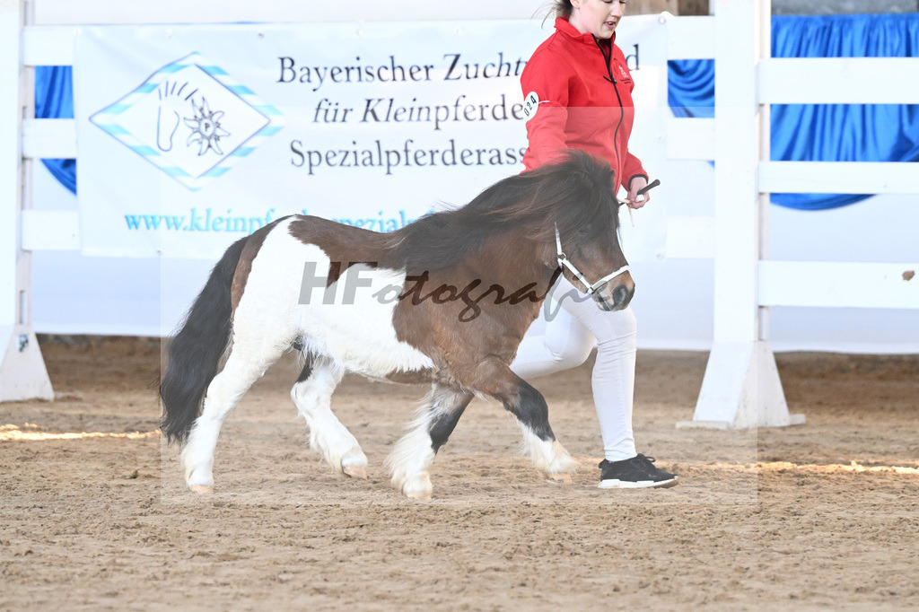 Kat-Nr. 24 Luminoso vom Fuerstenhof v. Lucifer Morningstar vom Fuerstenhof_Steiner_9260600 | hf-fotografie - Realisiert mit Pictrs.com