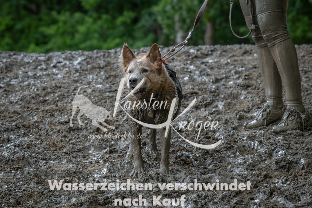1412_ZZ91779-Verbessert-RR | kk-dogfotos