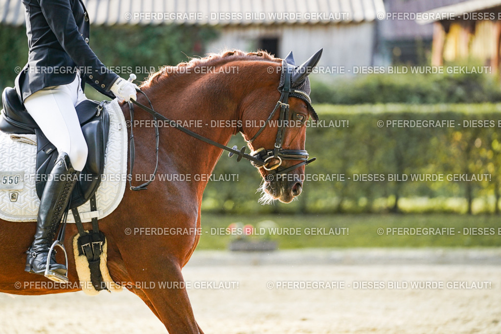 DSC04581 | Pferdegrafie