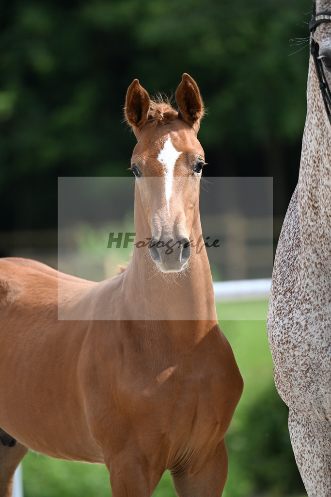 Kat-Nr. 7 Esmeraldo x Balou du Rouet_HF_Reulein_17250699 | hf-fotografie - Realizzato con Pictrs.com