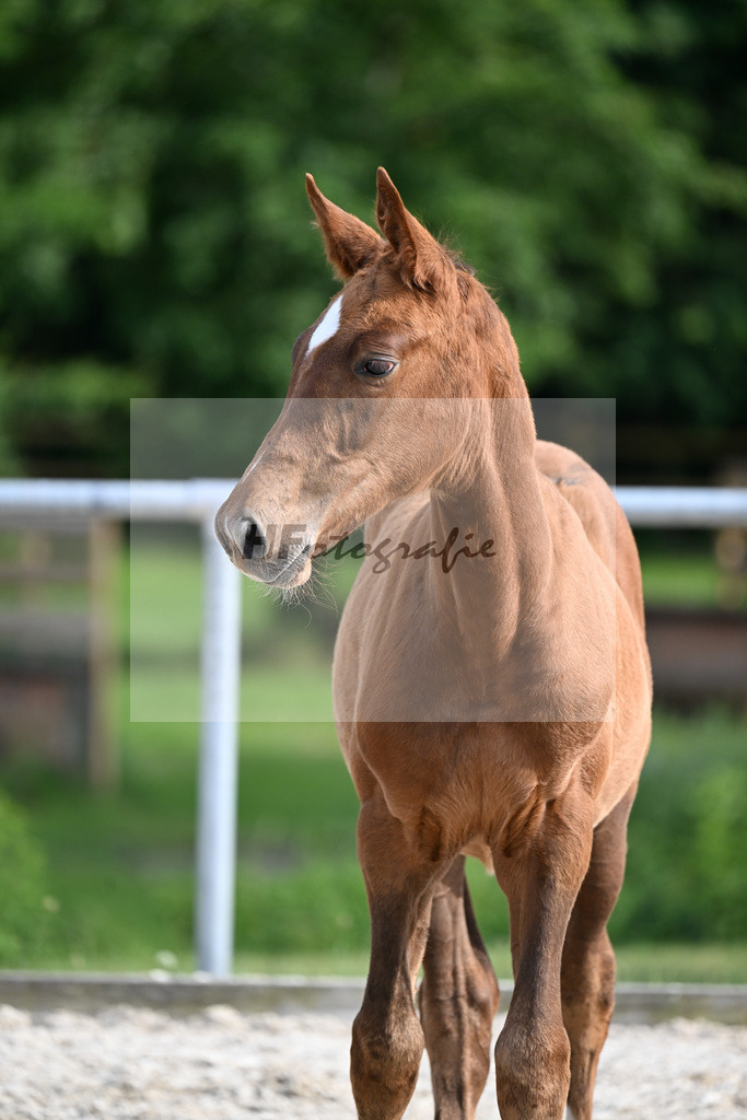 Kat-Nr. 12 Rodrigo VDL x Chambertin_SF_Fuentes Molina_17250965 | hf-fotografie - Realisiert mit Pictrs.com