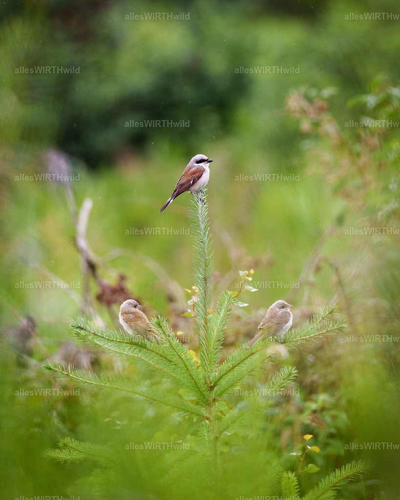 Daniel Wirth - www.allesWIRTHwild.de - Harz - 7IV07775 | Entdecke die faszinierende Welt der Natur- und Wildlife-Fotografie von Daniel und Bärbel. Inspirierende Bilder von wilden Tieren und kleinen Naturwundern.