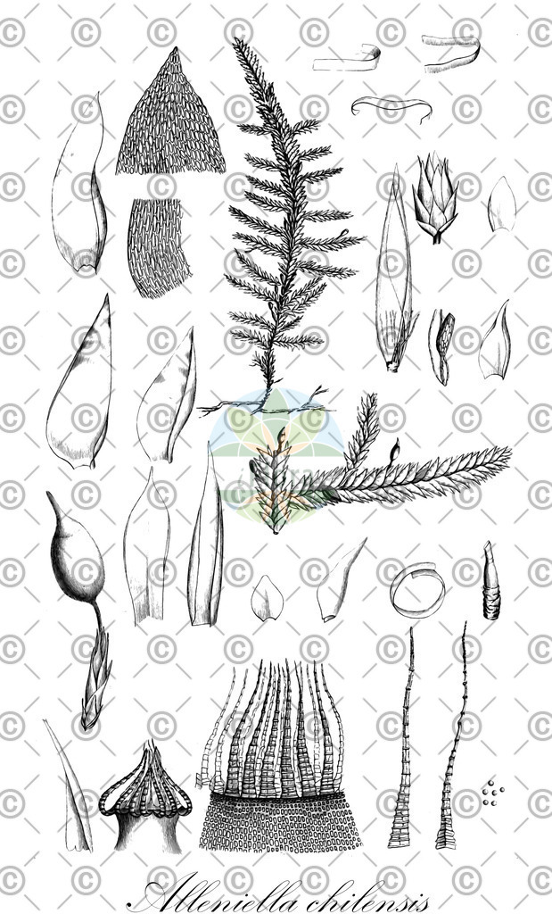 HistAbb_wfo-0001040234_1_ENZY_Simple | Historische Abbildung von Alleniella chilensis - Neckeraceae | Historical Illustration of Alleniella chilensis - Neckeraceae