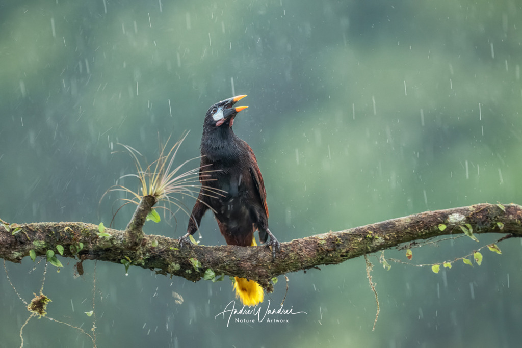 Dschungelpoet | Andre Wandrei - Nature Artworx - Realisiert mit Pictrs.com