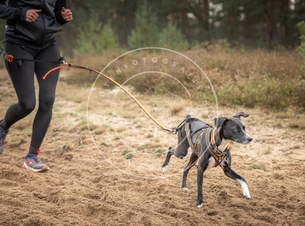 Pfotenfotografie_DV3A5786 | Hundefotografie, Tierfotograf, Pfotenfotografie, Fotoshooting Hund, Hunde Portrait, Hundesport, Hundeportraits, Heideshooting, Hunde, Sportfotograf, Hundefotograf, Turnierhundsport, THS,  - Realisiert mit Pictrs.com