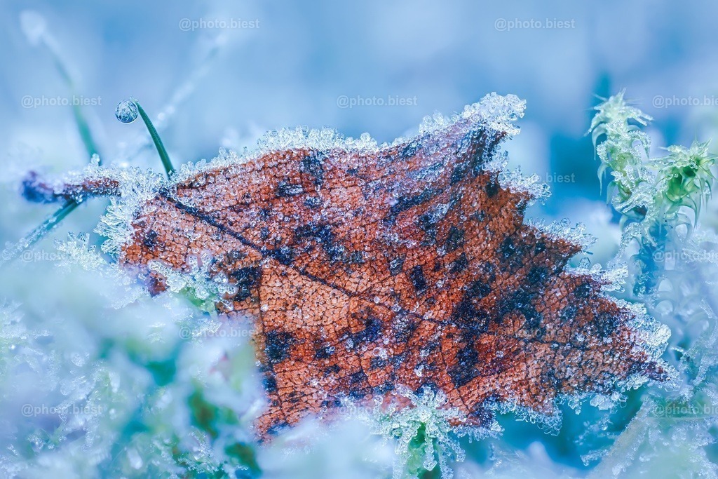 Eisblatt | Ein herbstliches Blatt, vom Frost umhüllt. - Realisiert mit Pictrs.com
