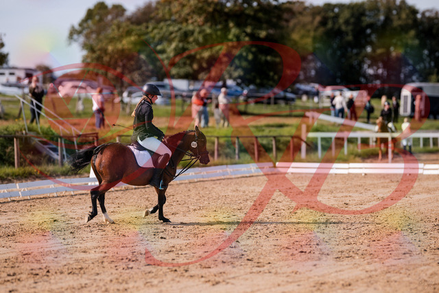 2026_10_03_Siefer-Hof_121017_Z81_12233364 | Professionelle Reitsport-, Turnier- und Eventfotografie von Robert Broda. Galerien mit ausgewählten und bearbeiteten Bildern direkt online ansehen und bestellen.