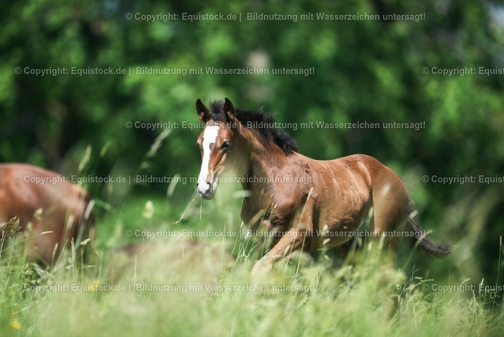 20210617_Fohlen_0100 | Foto: Thomas Hartig